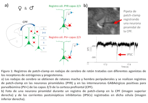 neurocel